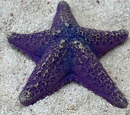 Цветной коралл фиолетовый Звезда средняя, 9*9*2 см