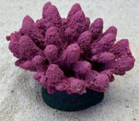 Цветной коралл пурпурный Коралл, 13*10*10 см