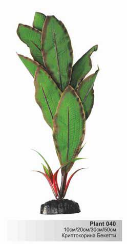 Шёлковое растение Barbus Криптокорина Бекетти 10 см