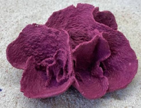 Цветной коралл пурпурный Ругоса
