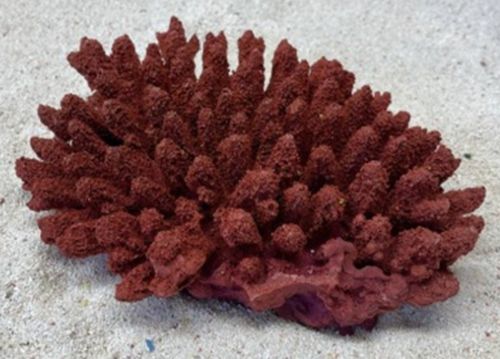 Цветной коралл красный Белиз 2, 19*14*5 см