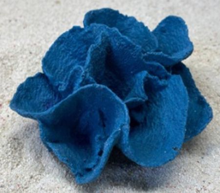 Цветной коралл синий Ругоса