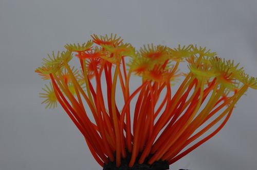 Коралл VITALITY силикон, желто-красный, 5х5х10 см