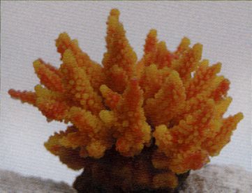 Коралл VITALITY мягкий, пластик, желто-оранжевый, 11,5x10x9 см