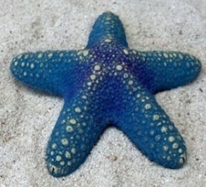 Цветной коралл синий Звезда большая, 13*13*3 см