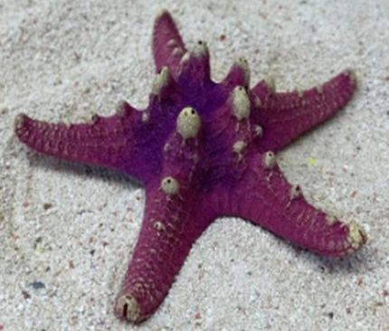 Цветной коралл пурпурный Звезда остроконечная, 12*12*4 см