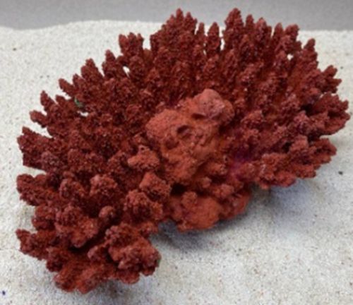Цветной коралл красный Белиз 1, 28*19*10 см