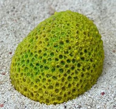 Цветной коралл желтый Мозговик малый, 5,5*4,5*3,5 см