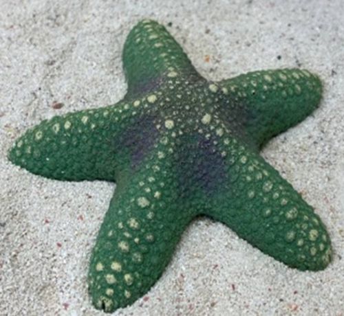 Цветной коралл зеленый Звезда большая, 13*13*3 см