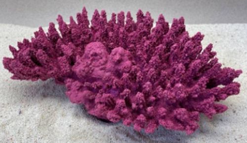Цветной коралл пурпурный Белиз 1, 28*19*10 см