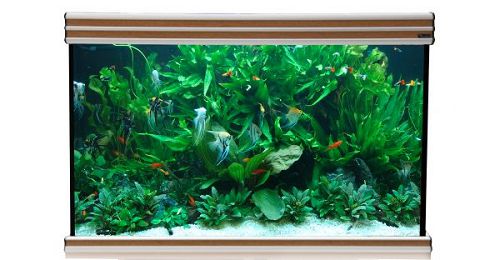 Аквариум AQUATLANTIS EVASION 101х50, 315 л, 101х50х70 см от интернет-магазина STELLEX AQUA