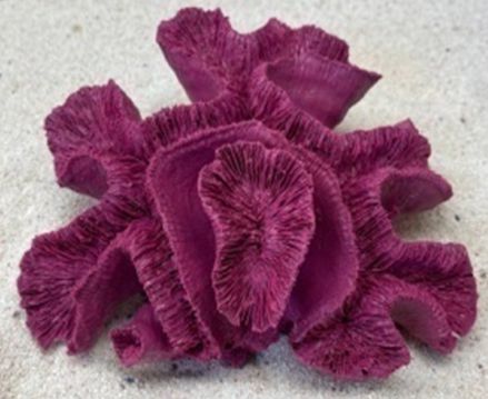 Цветной коралл пурпурный Коралл мозговик