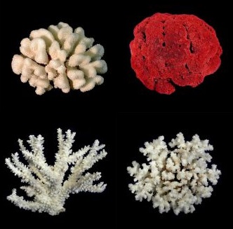 Натуральные кораллы