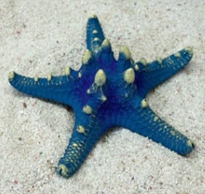 Цветной коралл синий Звезда остроконечная, 12*12*4 см