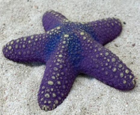 Цветной коралл фиолетовый Звезда большая, 13*13*3 см