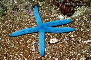 Звезда линкия голубая, размер M до 8 см