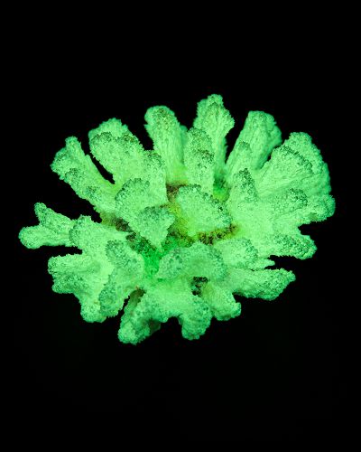 Кс-1547 Коралл броколи (зелёный), 14*13*7 см