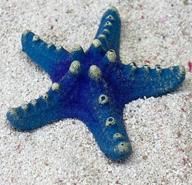 Цветной коралл синий Звезда малая, 8*8*2 см