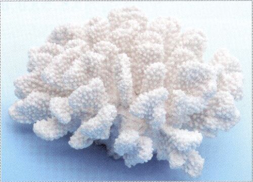 Коралл VITALITY пластик, белый, большой 20х19х9,5 см