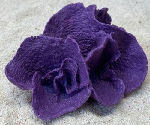 Цветной коралл фиолетовый Ругоса