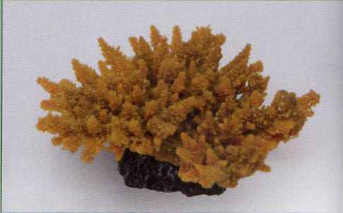 Коралл VITALITY мягкий, пластик, желтый, 14х11,5х6,5 см