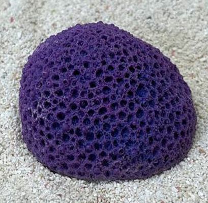Цветной коралл фиолетовый Мозговик малый, 5,5*4,5*3,5 см