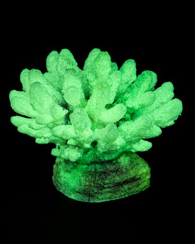 Кс-147 Коралл (зелёный), 13*10*10 см