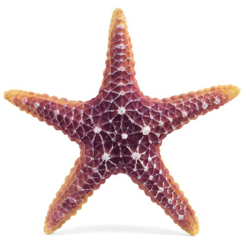 Звезда морская большая Laguna, 160х160х30 мм