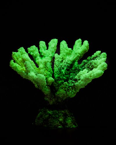 Кс-347 Коралл акабария (зелёный), 9*5*7 см