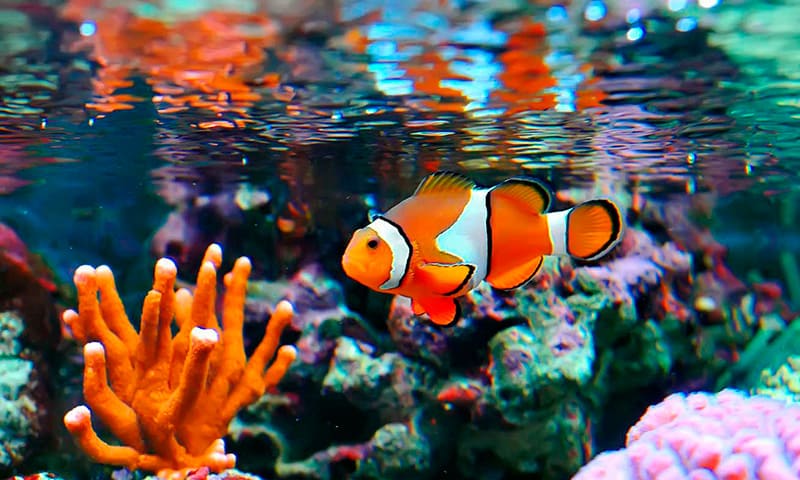 Рыба-клоун в аквариуме
