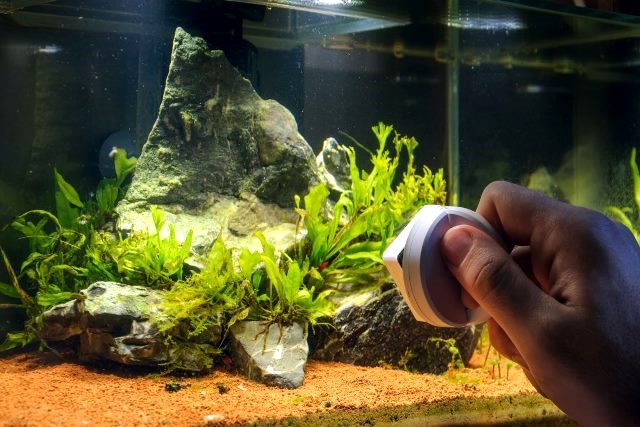 Seatech-H2O-Dos-and-Donts-of-Cleaning-a-Fish-Tank-181534747-1200x800.jpeg