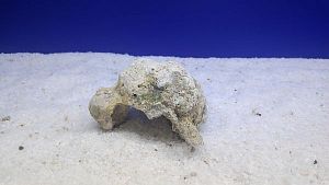 Камень сухой рифовый S, до 10 см, 200−300 г