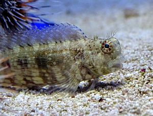 Собачка (Салария) многополосая, размер M до 5 см