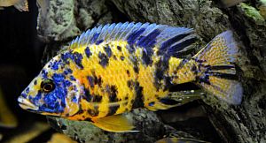 Оформление пресноводного аквариума Псевдоморе 501&minus;700&nbsp;л