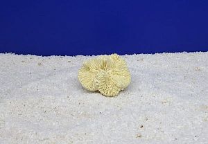 Кр-400 Коралл Лилия Белый, 7х7×5 см