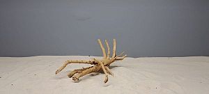 Коряга Сакура S, 15&minus;25&nbsp;см