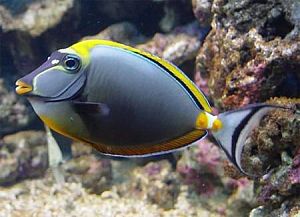 Оформление морского аквариума до 100 л