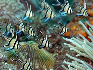 Апогон Каудерна тюлевый, размер S&nbsp;до&nbsp;3&nbsp;см