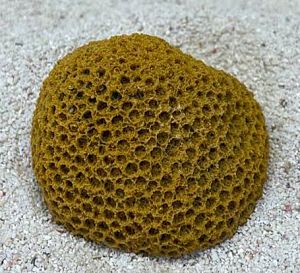 Кр-1949н Цветной коралл оранжевый Мозговик малый, 5,5*4,5*3,5&nbsp;см