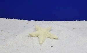 Кр-2100 Коралл Звезда средняя Белый, 9х9×2 см