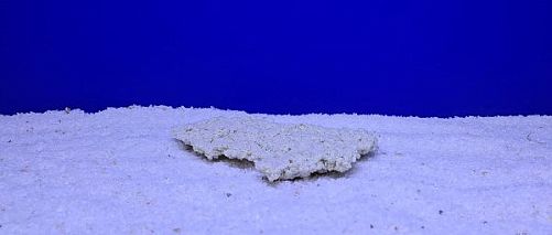 Камень Рифовый Белый, 18х12х3 см, 200 г