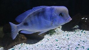 Оформление пресноводного аквариума Псевдоморе 301&minus;500&nbsp;л