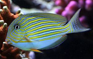 Оформление рифового аквариума 101&minus;300&nbsp;л