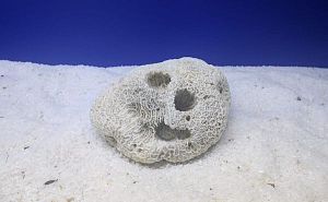 Камень сухой рифовый, мозговик, 900&minus;1500&nbsp;г