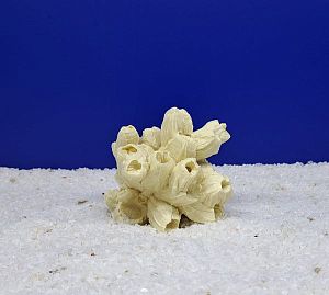 Кр-5200 Коралл Барнакл Белый, 11х9×8 см