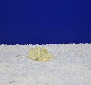 Кр-400&nbsp;Коралл Лилия S&nbsp;Белый, 7х6&times;3&nbsp;см