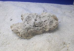 Камень сухой рифовый, плоский, 1 кг