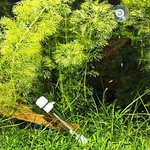 Ловушка JBL PlaCollect для планарий и&nbsp;других плоских червей