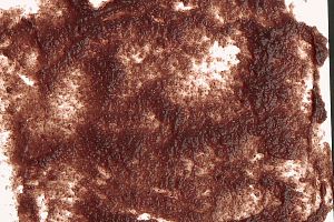 Tetra FreshDelica Daphnien натуральный корм, желе дафния 48&nbsp;г