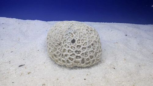 Камень сухой рифовый, мозговик, 900-1500 г